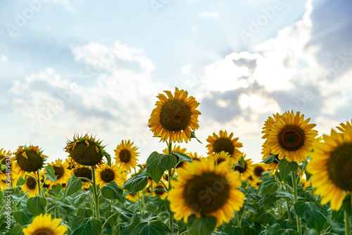 Field of blooming sunflowers on a background sunset. Wonderful panoramic view field of sunflowers by summertime