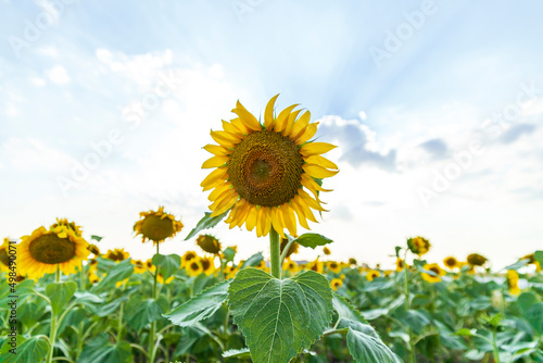 Field of blooming sunflowers on a background sunset  Enez Turkey. Wonderful panoramic view field of sunflowers by summertime