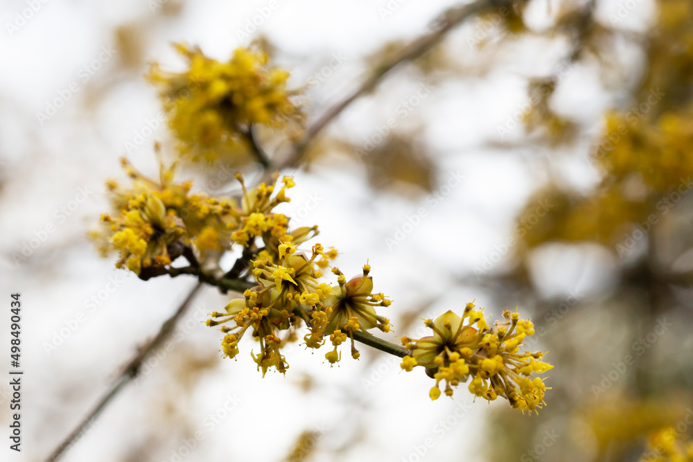 branches with flowers of European Cornel Cornus mas in early spring. Cornelian cherry, European cornel or Cornelian cherry dogwood Cornus mas flovering. Early spring flowers in natural habitat branches with flowers of European Cornel Cornus mas in early spring. Cornelian cherry, European cornel or Cornelian cherry dogwood Cornus mas flovering. Early spring flowers in natural habitat