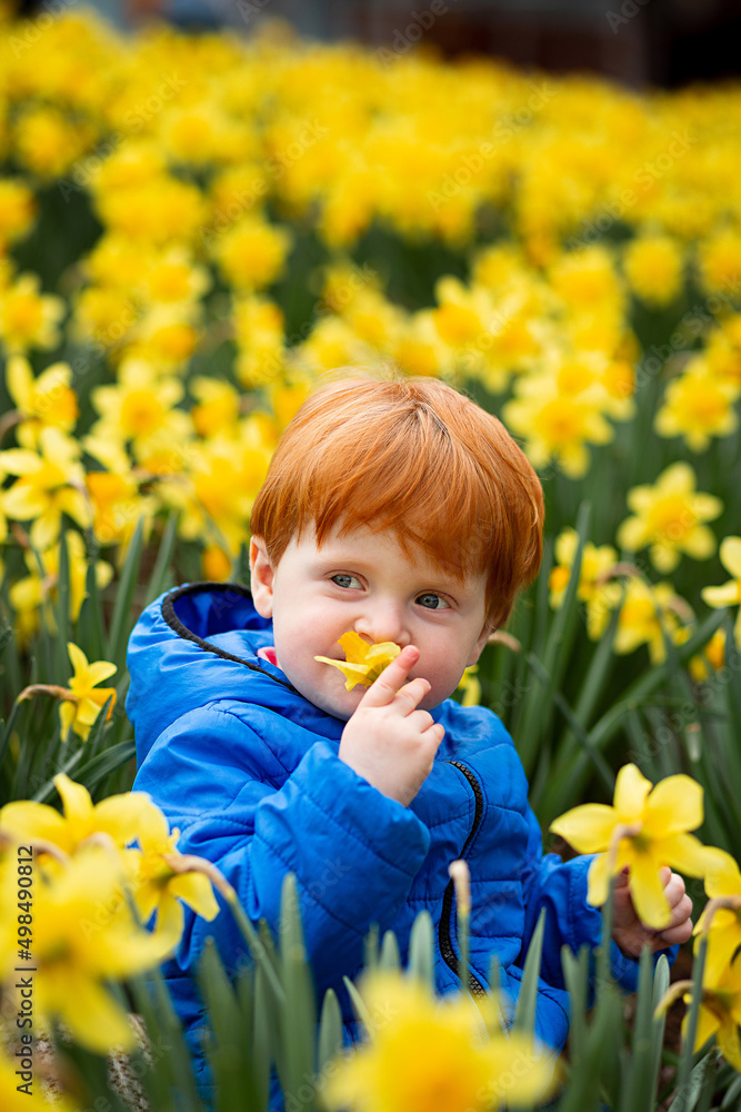 Little red-haired boy walks in the narcissus valley. Blue and yellow as symbols of Ukraine Little red-haired boy walks in the narcissus valley. Blue and yellow as symbols of Ukraine