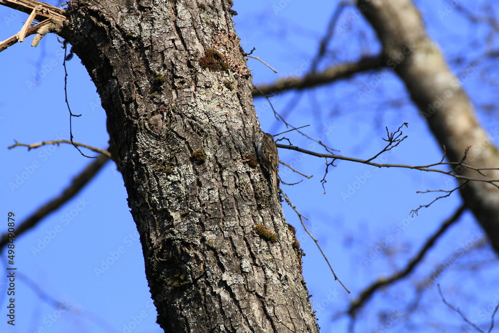 Waldbaumläufer (Certhia familiaris) Waldbaumläufer (Certhia familiaris)