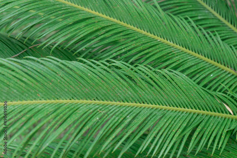 Green leaves of fern Green leaves of fern