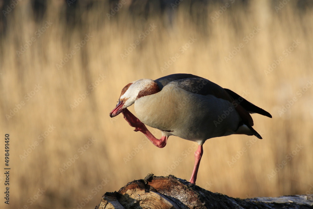 Obraz premium Nilgans (Alopochen aegyptiaca)