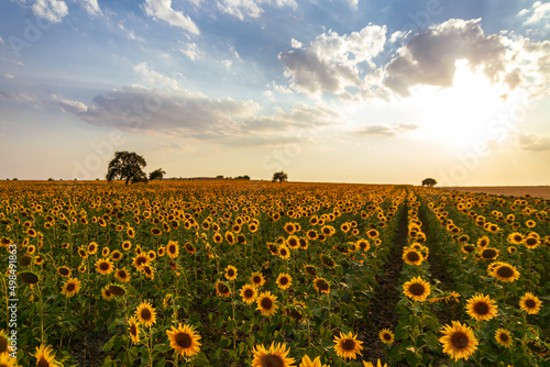 Field of blooming sunflowers on a background sunset, Enez Turkey. Wonderful panoramic view field of sunflowers by summertime