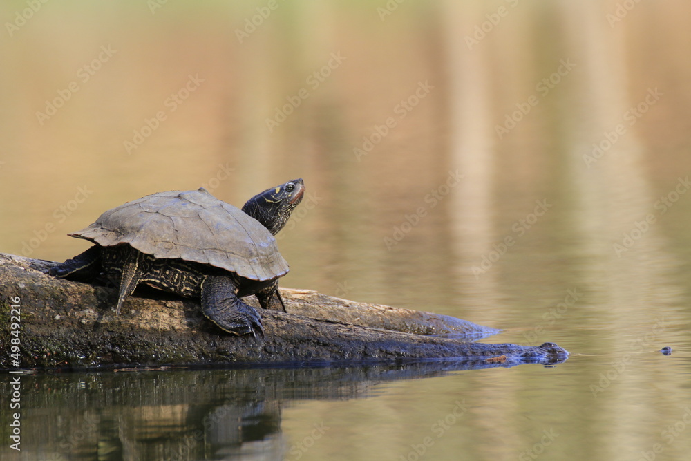 Obraz premium Wasserschildkröte (Testudines)