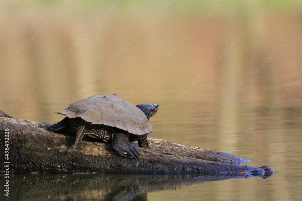 Fototapeta premium Wasserschildkröte (Testudines)