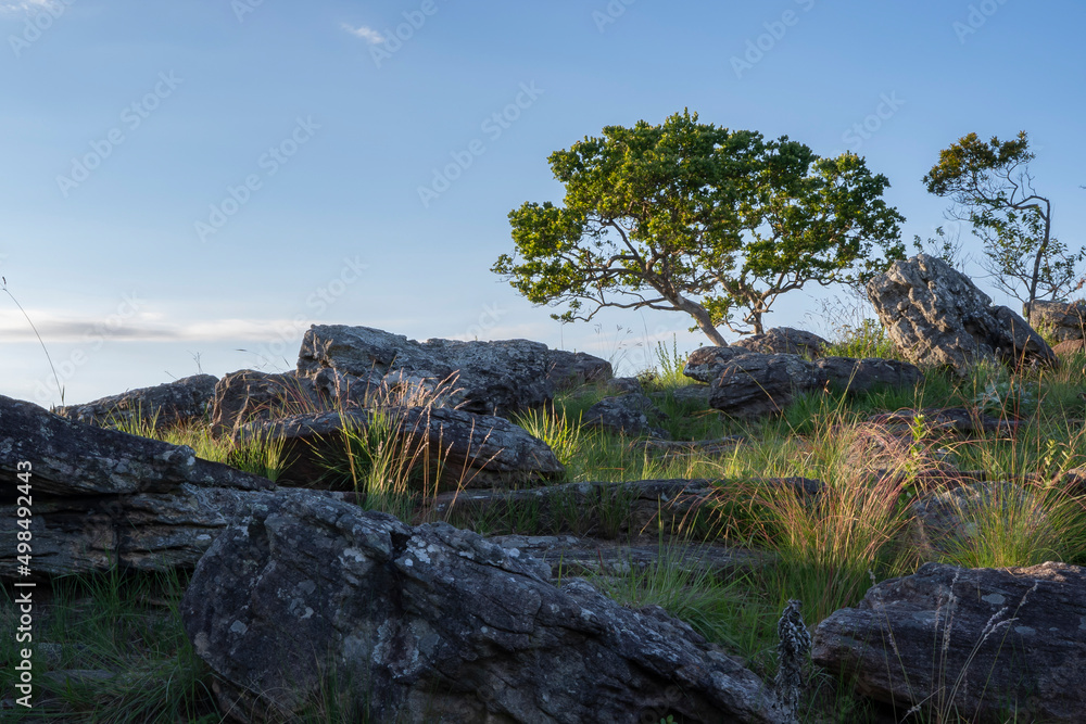 Natural rocky landscape with tall grass, tree and clean blue sky. Oribi Gorge Nature Reserve indigenous vegetation, KwaZulu-Natal, South Arica. Natural rocky landscape with tall grass, tree and clean blue sky. Oribi Gorge Nature Reserve indigenous vegetation, KwaZulu-Natal, South Arica.