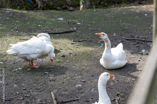 A gaggle of geese on a riverbank in a village in Yorkshire Fototapet