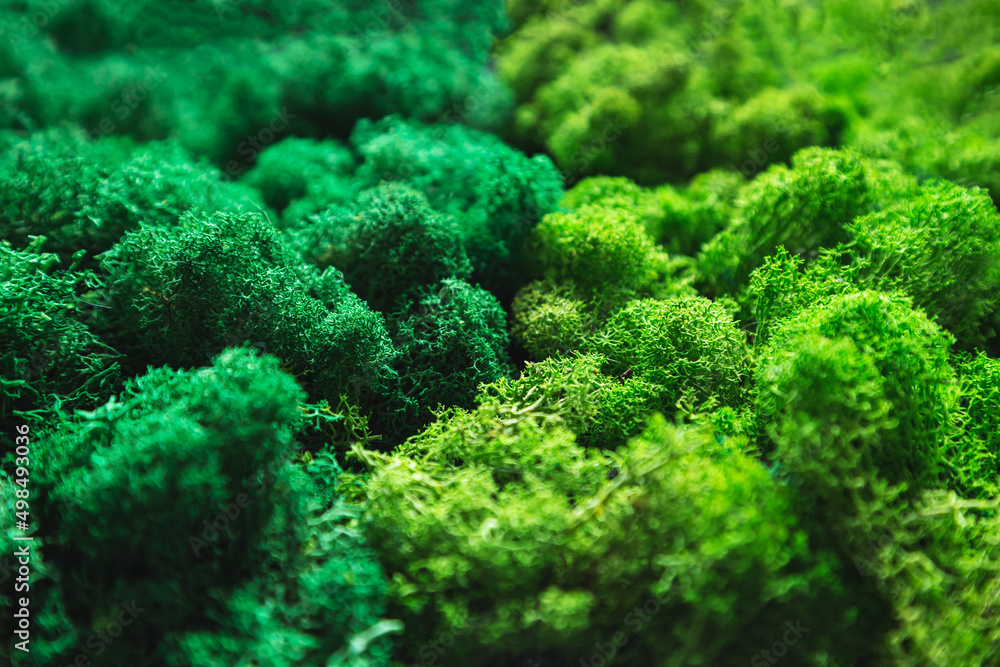 Moss wall in a modern interior. Biophilia and biophilic design concept. Moss wall in a modern interior. Biophilia and biophilic design concept.