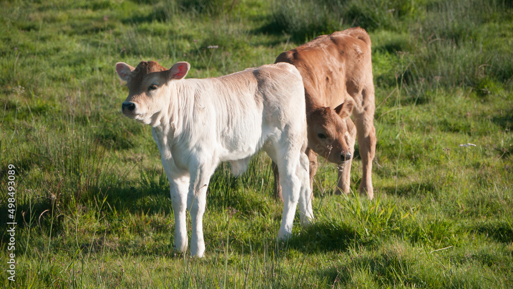 Ternero blanco y ternero marrón en pradera hierba Ternero blanco y ternero marrón en pradera hierba