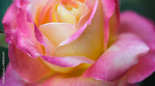 Rose flower macro. Creamy rose flower closeup. High quality natural background. Beautiful background