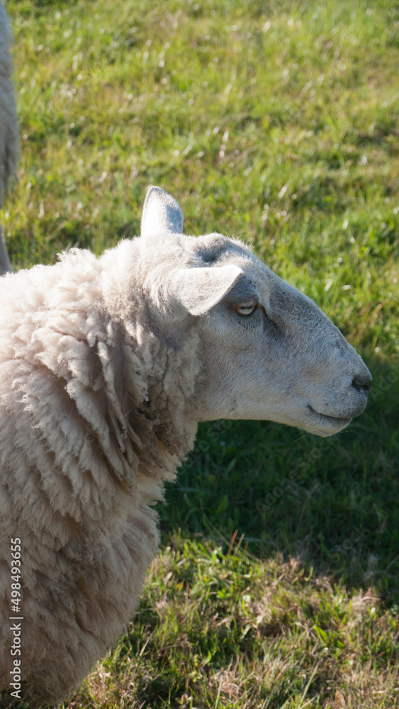 Ovejas blancas lanosas de perfil en pradera de hierba verde Ovejas blancas lanosas de perfil en pradera de hierba verde
