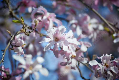 Spring magnolia flowers, natural abstract soft floral background. Tender pink flowers bathing in sunlight.