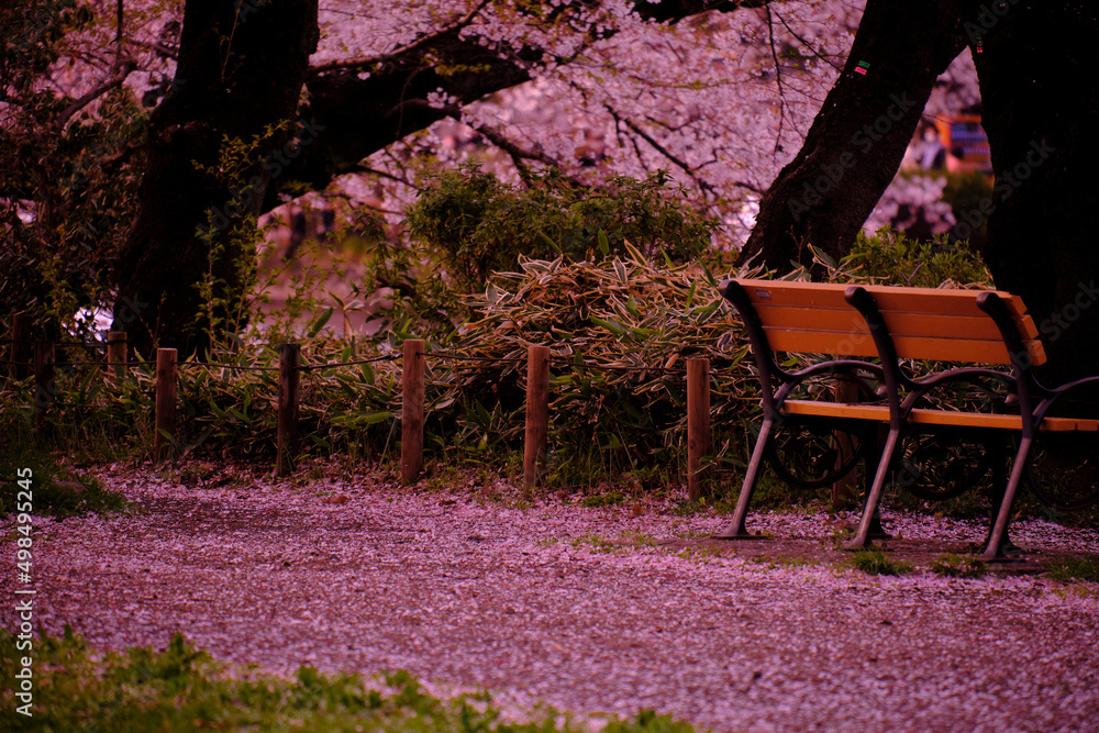 満開に花を咲かせた公園の桜の木