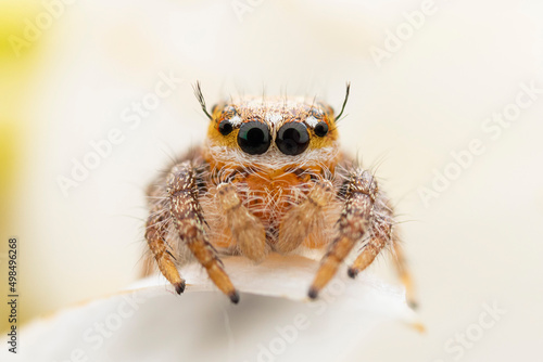 close up of a spider