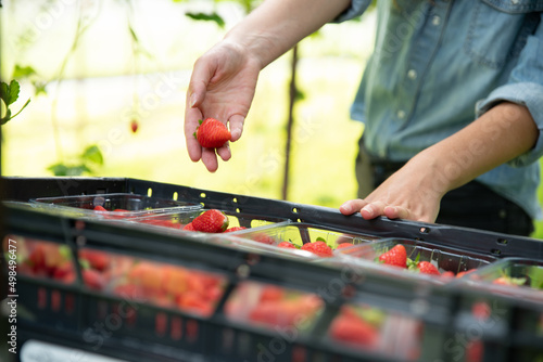 Female putting ripe strawberries in a plastic tray. Close-up. High quality photo