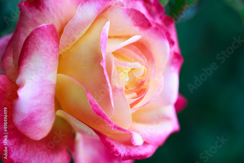 Rose flower macro. pink and yellow rose flower closeup. High quality natural background. Beautiful background