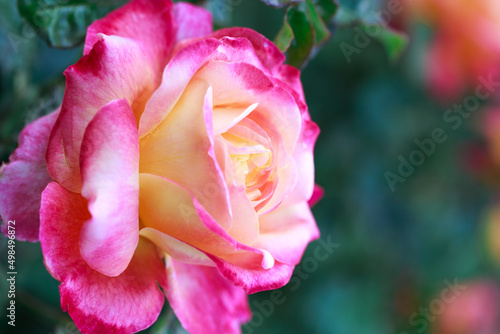 Rose flower macro. pink and yellow rose flower closeup. High quality natural background. Beautiful background
