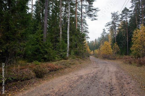 Dirty rural road goes through mixed forest