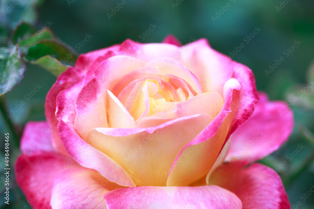 Rose flower macro. pink and yellow rose flower closeup. High quality natural background. Beautiful background Rose flower macro. pink and yellow rose flower closeup. High quality natural background. Beautiful background