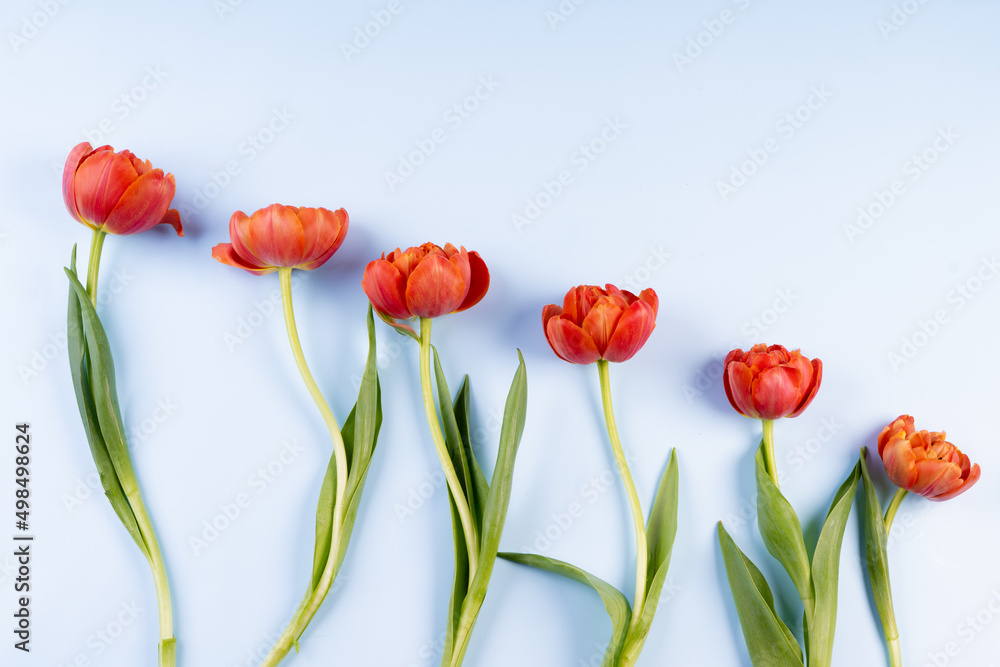 Obraz premium Row of red tulips on a blue background. Imitation of the sky and flowers in the background. The concept of congratulations and peace. There is space for text