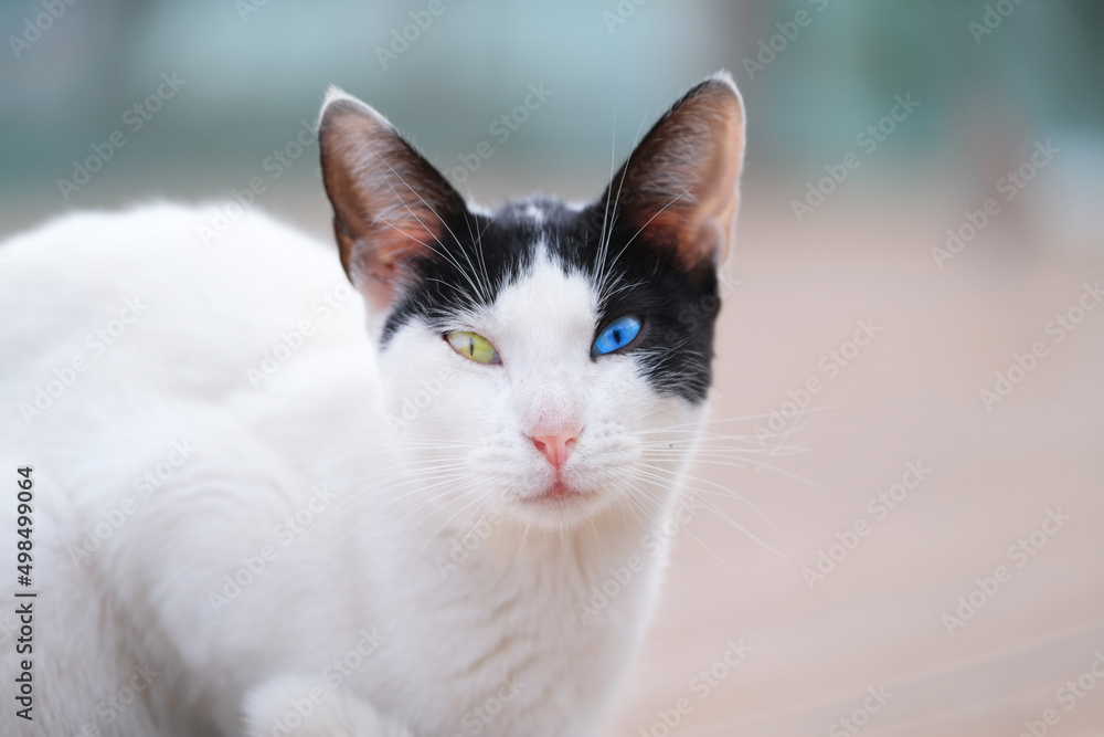 A cat with eyes of different colors sits on the street in the city A cat with eyes of different colors sits on the street in the city