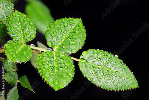 rose leaves on a black background photo