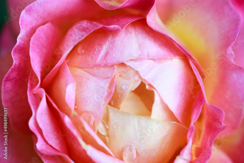 Rose flower macro. pink and yellow rose flower closeup. High quality natural background. Beautiful background