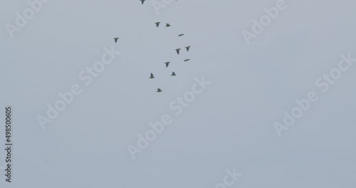 Wallpaper Mural Large flock of Mealy Parrots fly off camera against overcast sky in Peru. Torontodigital.ca
