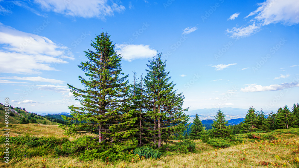 Visually Attractive View of Summer Countryside Mountain Nature Landscape. Picturesque Scenery Green Hills And Fields With Pine Trees. Beautiful Blue Sky With Clouds. Mountain Kopaonik, Serbia, Europe.