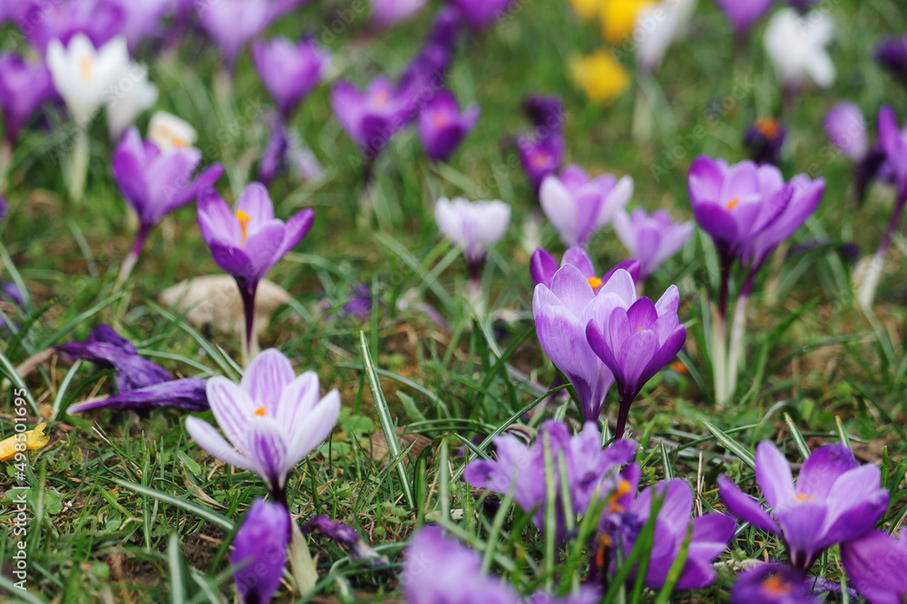 Lilac crocuses blossoming in spring season Lilac crocuses blossoming in spring season