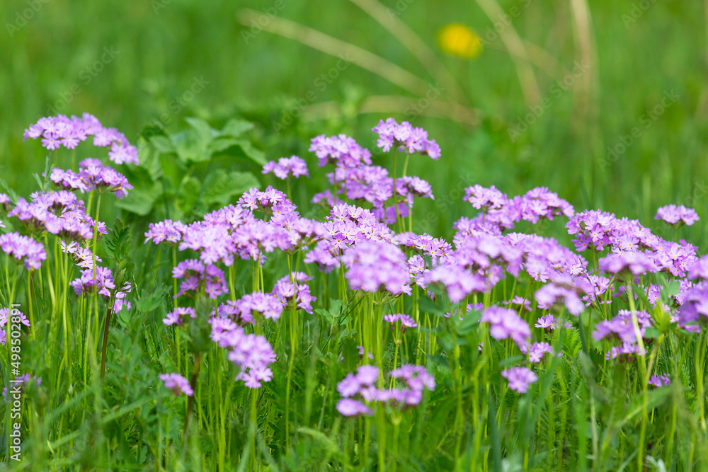 Obraz premium Blooming meadow primrose on a background of green grass