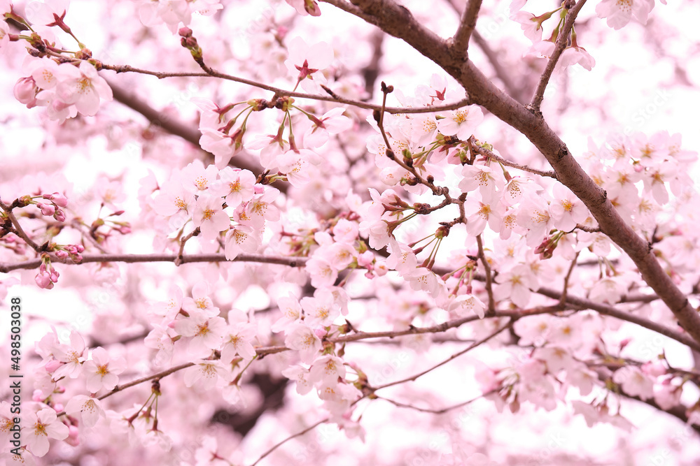 満開に花を咲かせた公園の桜の木 満開に花を咲かせた公園の桜の木