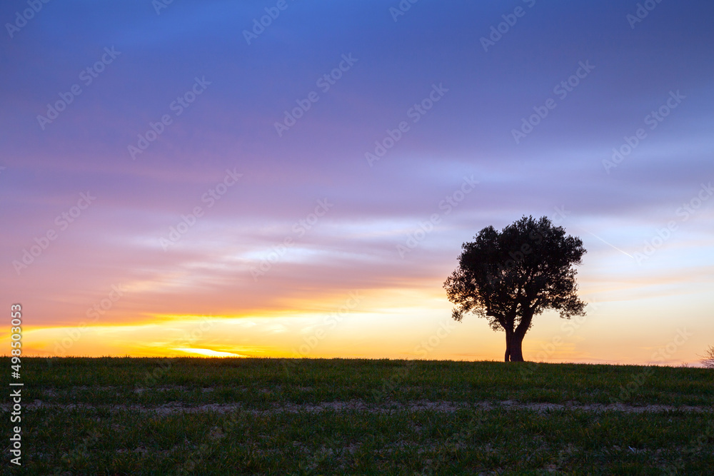 Fototapeta premium Copy Space Tree Sunset