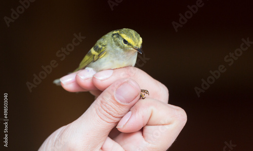 Bird in the hands of an ornithologist photo