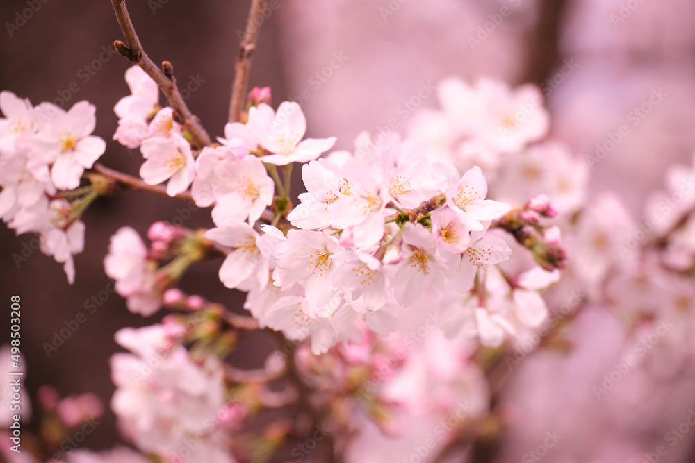 満開に花を咲かせた公園の桜の木