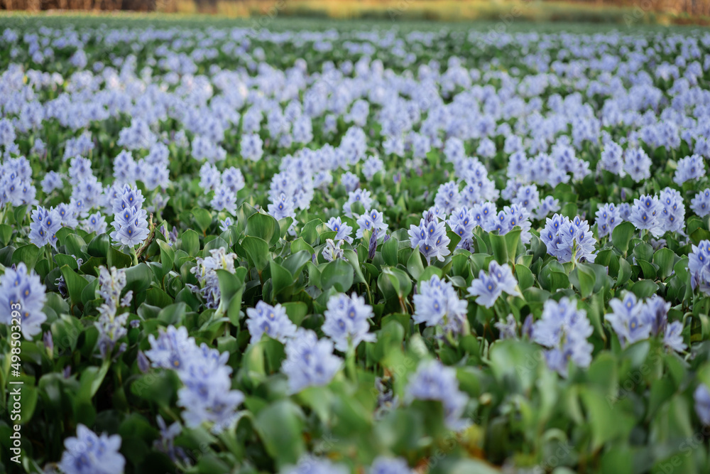 pond full of Water hyacinth or Eichhornia crassipes free-floating and flowering invasive aquatic plant originated from Amazon Basin, South America. It has spread mainly to the tropics and subtropics pond full of Water hyacinth or Eichhornia crassipes free-floating and flowering invasive aquatic plant originated from Amazon Basin, South America. It has spread mainly to the tropics and subtropics
