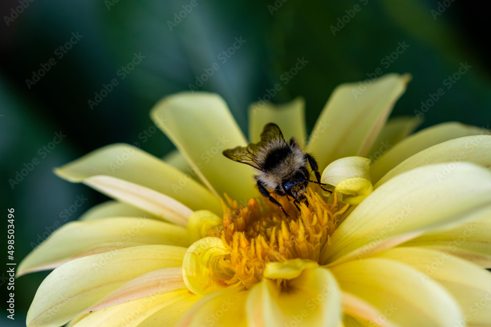 A bee on a yellow flower in close-up A bee on a yellow flower in close-up