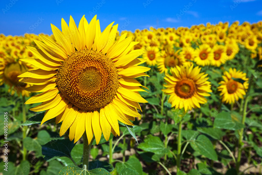 Obraz premium Sunflowers Sunflowers