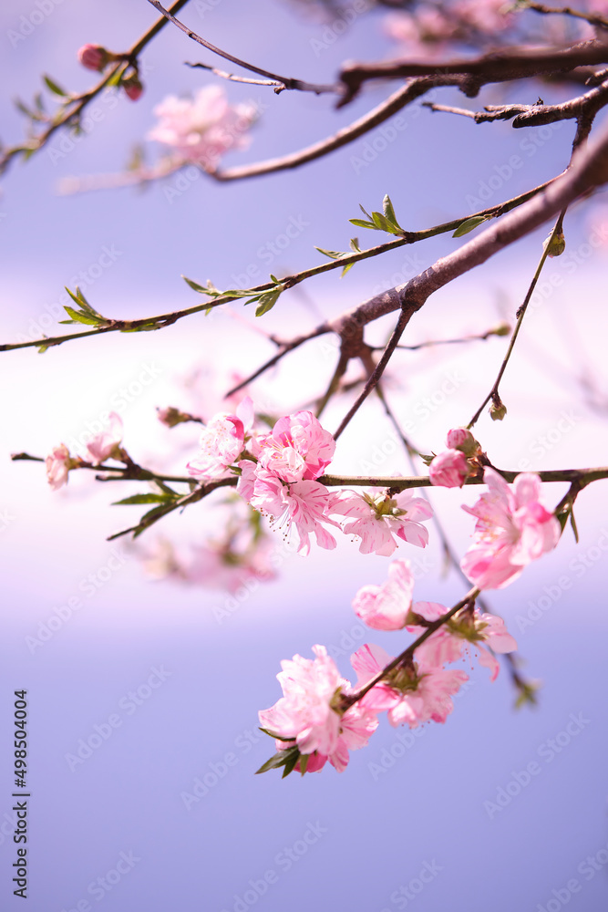 満開に花を咲かせた公園の桜の木 満開に花を咲かせた公園の桜の木