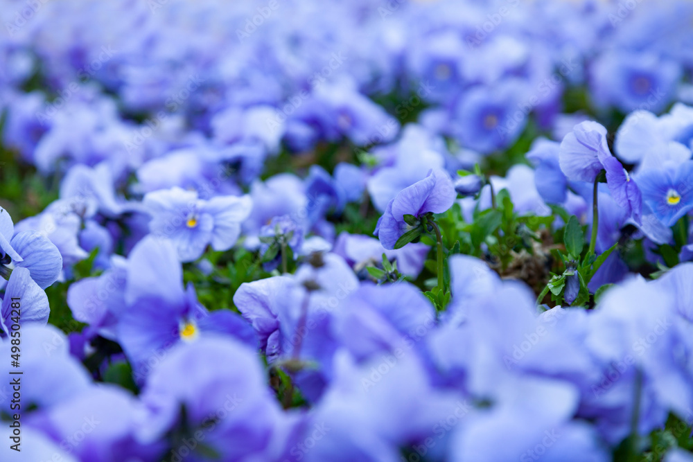 Fototapeta premium Pansies in the park.