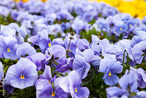 Pansies in the park.