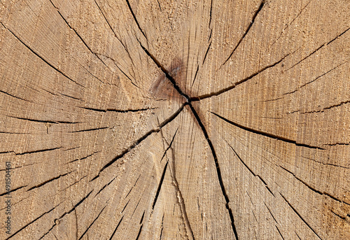 cross section of tree - wooden background