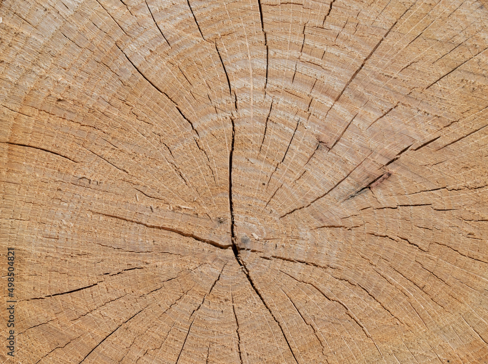 Fototapeta premium cross section of tree - wooden background