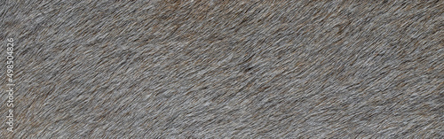 Obraz na plátně close up photo of gray fur texture background