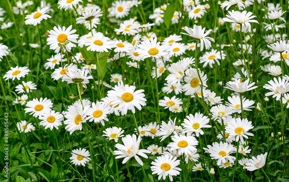 Fototapeta premium A fragment of a field with white flowering daisies growing in large numbers in green lush grass in sunny summer. Flowers in the meadow.