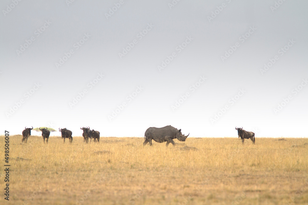 Free roaming black rhino and wildebeest in african savanna