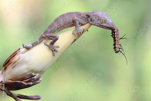A young tokay gecko is eating a caterpillar on a banana flower. This reptile has the scientific name Gekko gecko.