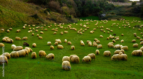 rebaño de ovejas vascas en un prado photo