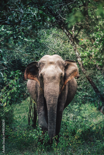 Face to Face Elephant in Yala National Park, Sri Lanka